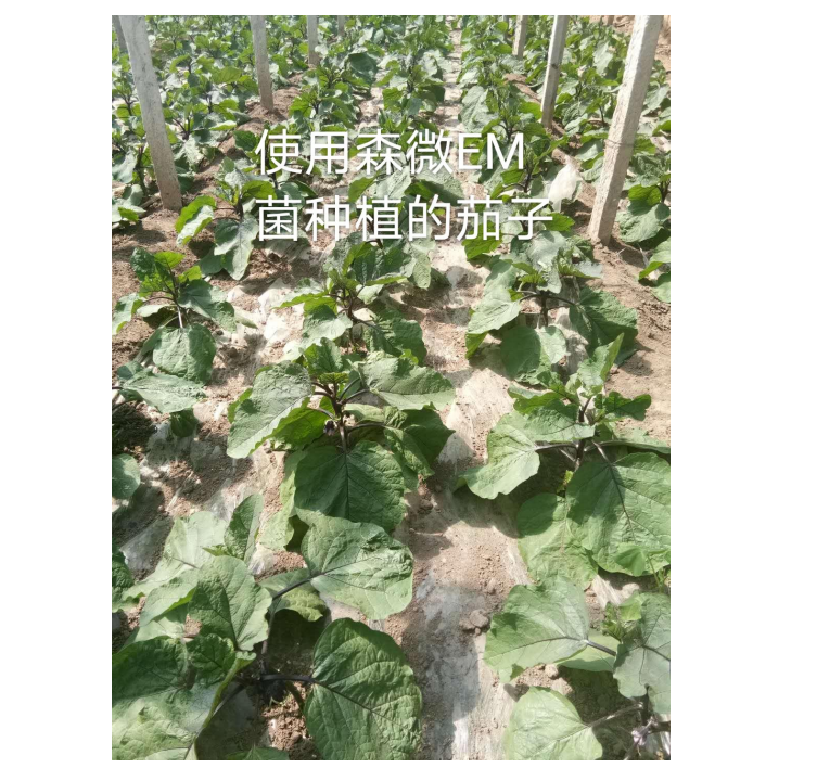 森微EM菌种植茄子(图1) 森微EM菌种植茄子(图1)