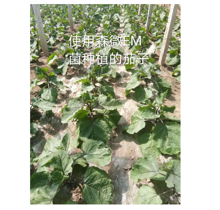 森微EM菌种植茄子(图1)