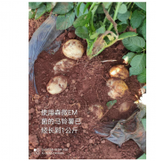 森微EM菌种植马铃薯
