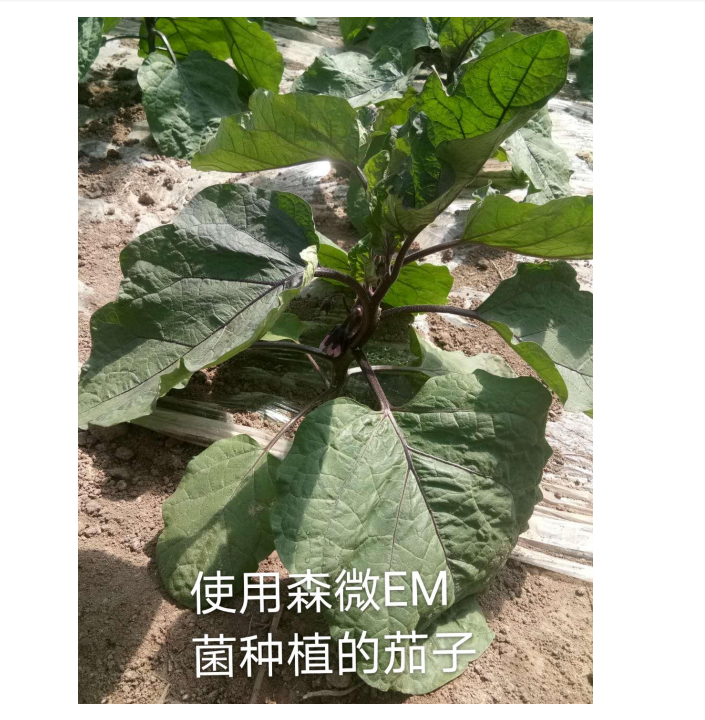 森微EM菌种植茄子(图1) 森微EM菌种植茄子(图1)