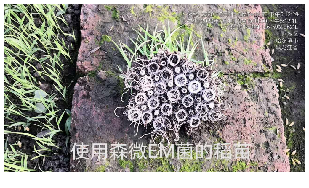 森微EM菌种植稻苗(图1) 森微EM菌种植稻苗(图1)