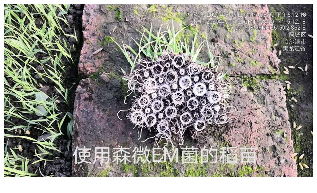 森微EM菌种植稻苗(图1)