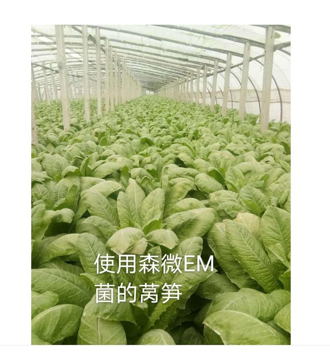 森微EM菌种植莴笋(图1) 森微EM菌种植莴笋(图1)