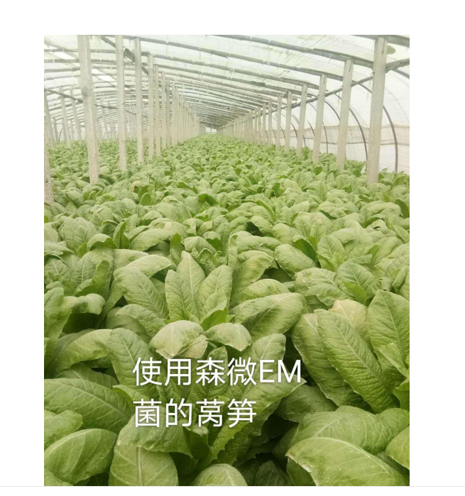 森微EM菌种植莴笋(图1)