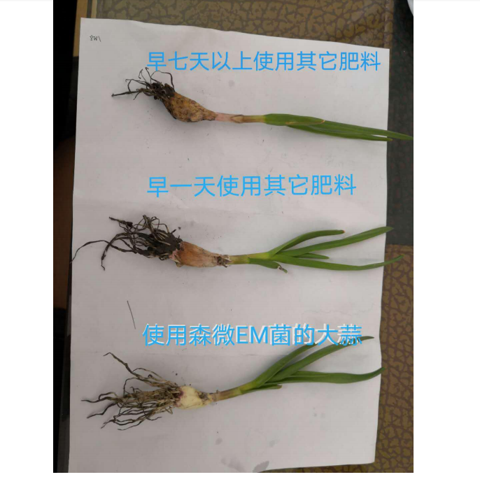 森微EM菌种植大蒜(图1) 森微EM菌种植大蒜(图1)