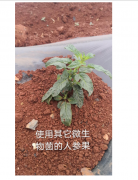 使用森微EM菌的人参果